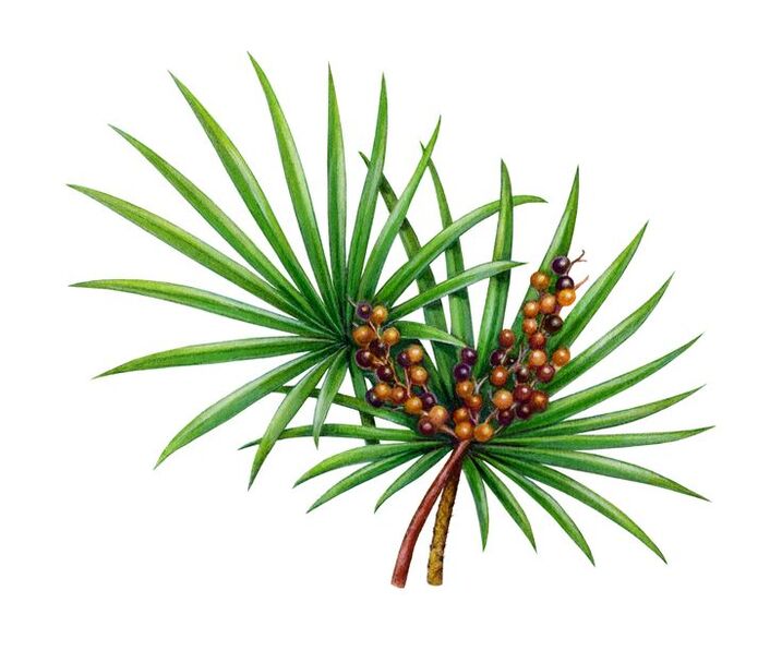palmetto ekstraktas Predstonorm kapsulėse
